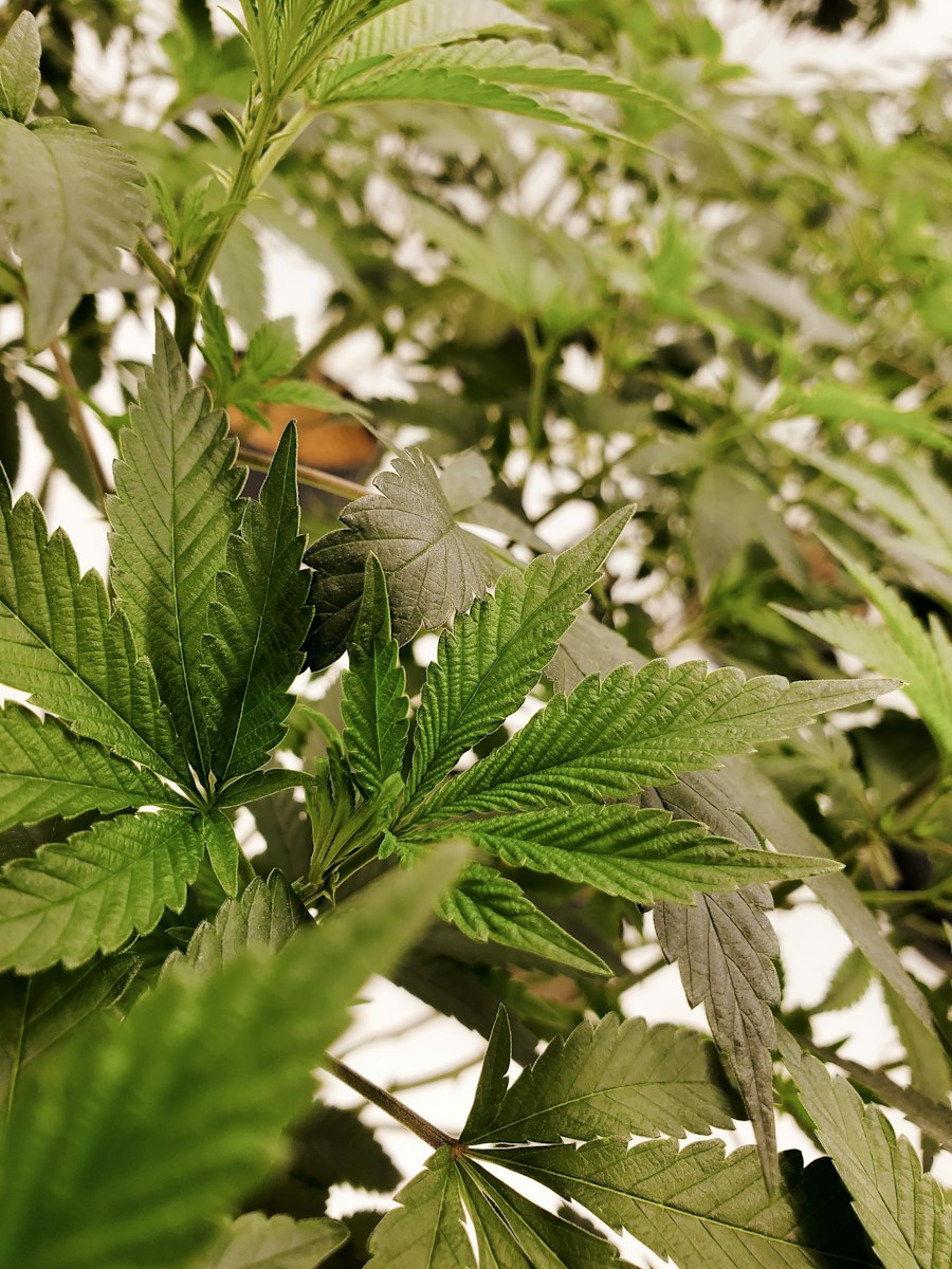 vape wire